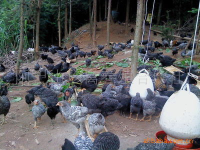 生态散养家禽 乌鸡、芦花鸡、贵妃鸡、黑土鸡、野鸡、柴鸡及其有机鸡蛋