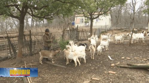 小产业撬动大效益 特色家禽养殖绘就村强民富新画卷