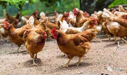 新玉米喂蛋鸡，警惕风险与掌握正确方法是关键