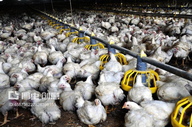 饲养场附近的肉鸡 家禽养殖的现代化图景