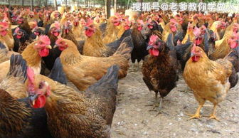 “我们惹谁了？”——理性看待家禽养殖与农村环境治理的平衡之道