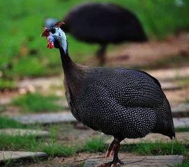 观赏珍禽与食用家禽混合养殖 价格互补，破解“卖难”困局