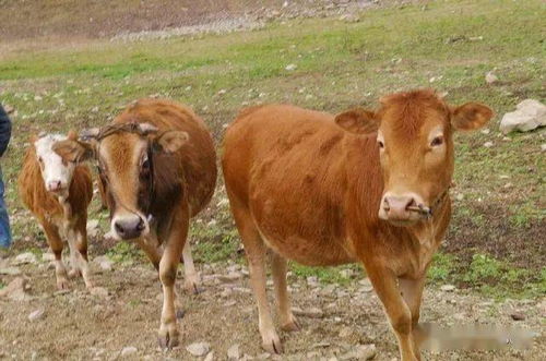 农村“一刀切”禁养家禽家畜 治理需要精细化，而非简单关停