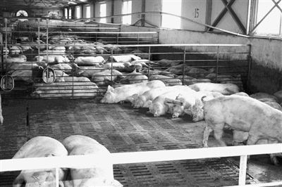 工厂化养殖 从生猪到家禽的现代产业腾飞