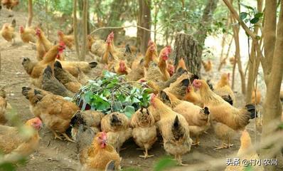 农村家禽养殖致富新路 探索可持续特色产业的实践与展望