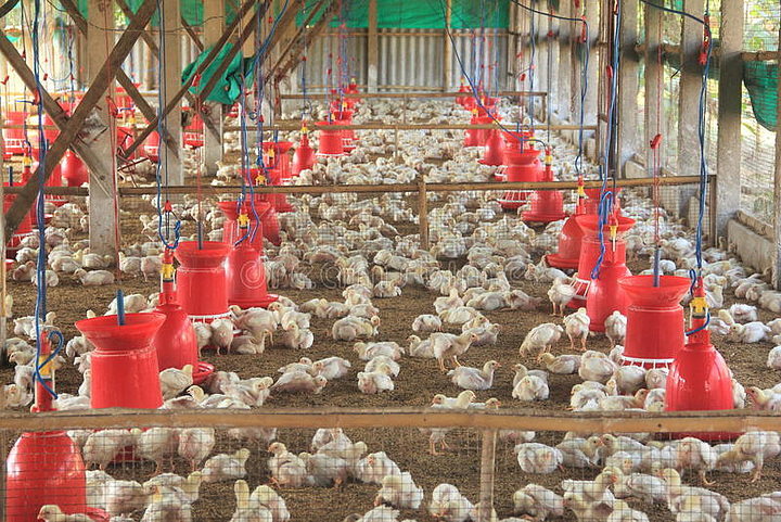 家禽农场工业养殖 规模化生产的现代家禽养殖模式