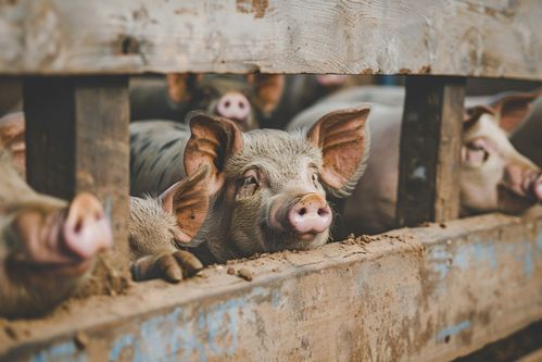 镜头下的乡土味道 家禽家畜土猪养殖场摄影图集