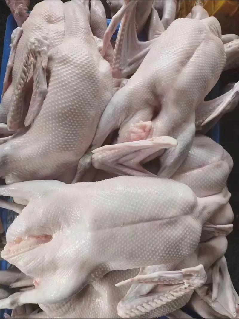 清远黑鬃鹅——家禽生鲜的精选与配送