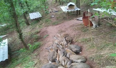 富祥兔子养殖与家禽养殖的综合发展策略