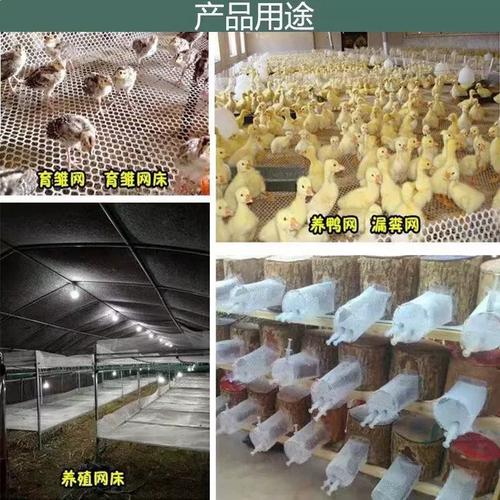 家禽养殖利器 塑料平网的多功能应用