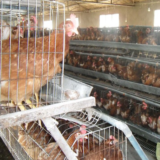 蛋鸡养殖技术与管理要点