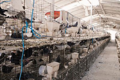 鸡养殖 家禽养殖业的关键与策略