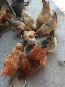 实拍老家奶奶养的鸡 传统家禽养殖的温暖记忆