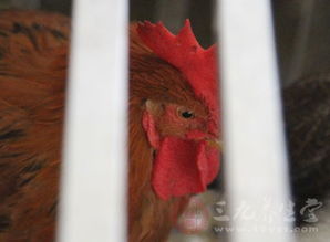 东莞强化食品抽检与家禽养殖监管 年度抽检量增50%