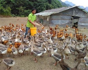 现代女性崛起 美女养殖家禽，引领家庭养殖业新浪潮