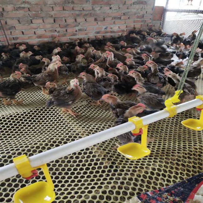 塑料平网在家禽养殖中的多功能应用